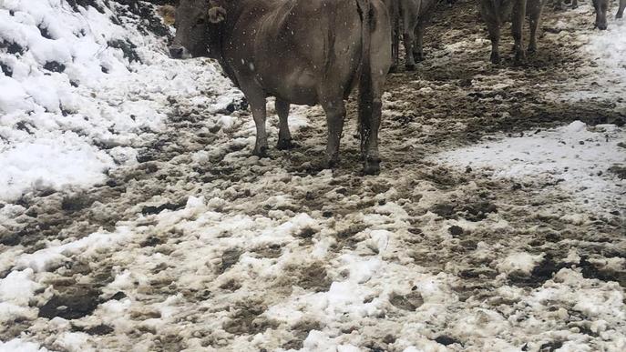 Més nevades al Pirineu i un rescat de 400 vaques a Aran