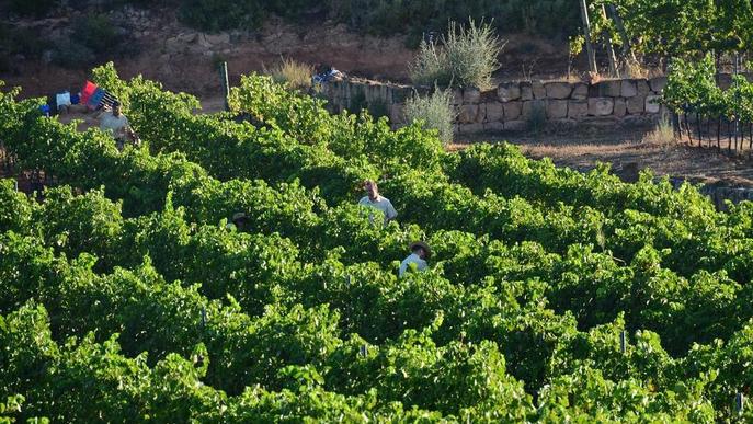 La verema de Costers del Segre baixa un 30% però és de gran qualitat