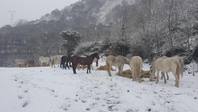 La neu obliga a portar menjar als animals al Pirineu