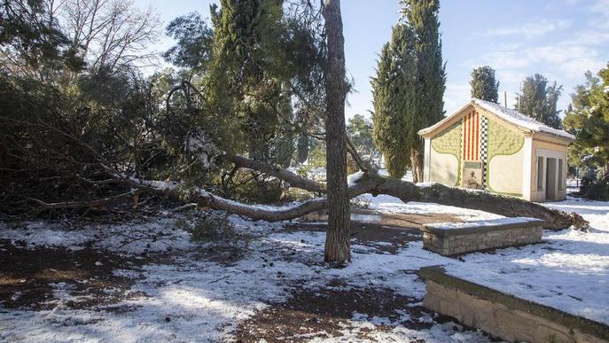 Arbres bolcats i branques partides al Parc de Sant Eloi després de la nevada