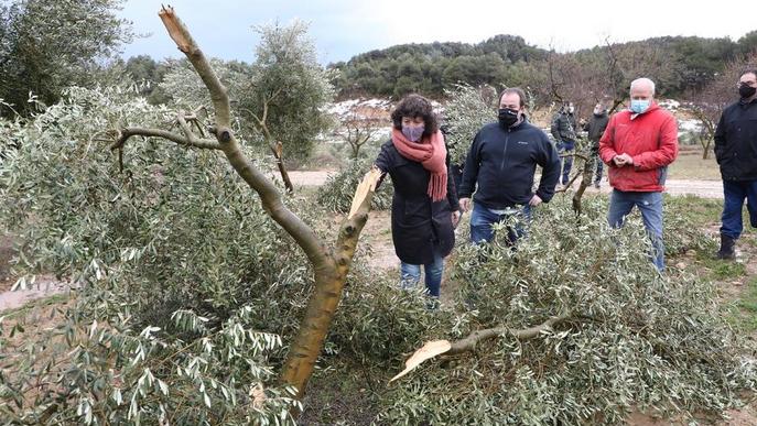 ⏯️ Més de 34.600 hectàrees d'oliveres, malmeses a Lleida per Filomena