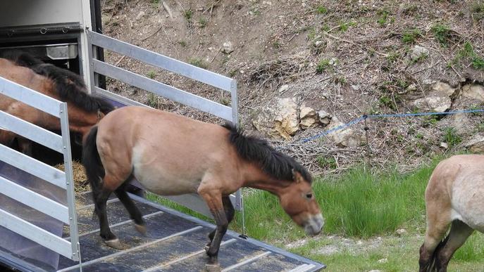 Arriben quatre cavalls salvatges a la reserva de Boumort, al Pallars Jussà