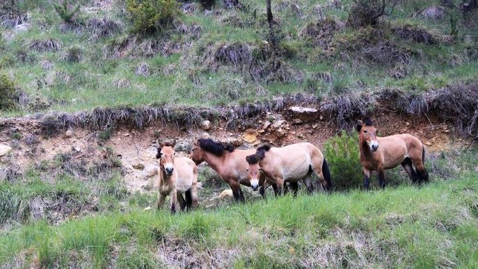 Arriben quatre cavalls salvatges a la reserva de Boumort, al Pallars Jussà