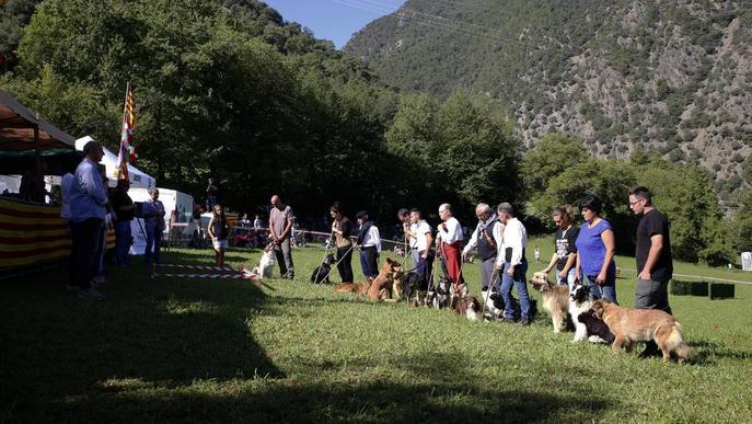 Els gossos d'atura reuneixen dos mil persones a Llavorsí