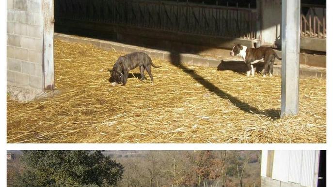 Dos gossos deslligats maten diverses ovelles al Solsonès