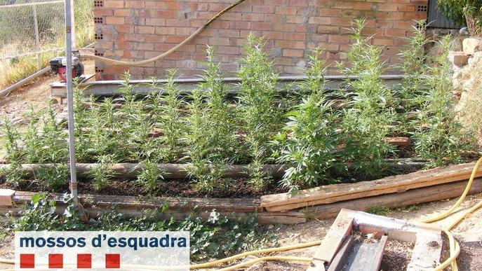 Els Mossos intervenen 181 plantes de marihuana en una finca de Juncosa