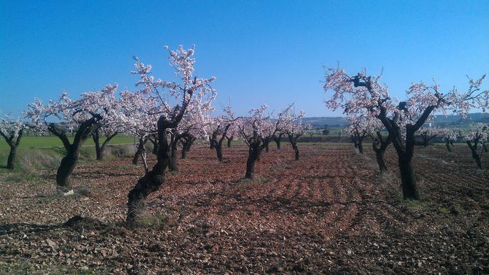 La Segarra promociona els ametllers florits en una ruta
