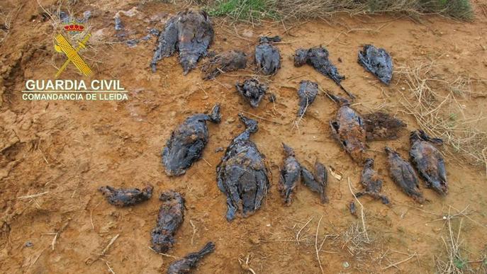 El Seprona investiga una empresa de fertilitzants de Soses per la mort d'una vintena d'aus