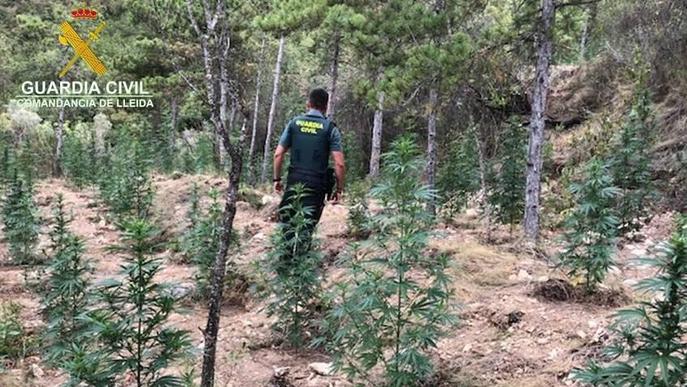 ⏯️ Localitzen 1.500 plantes de marihuana a la Noguera
