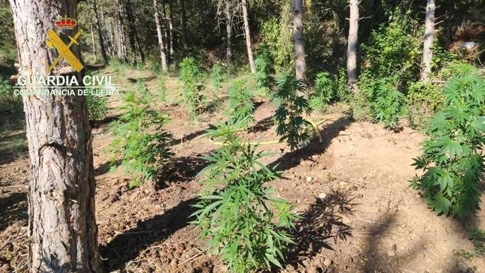 La Guàrdia Civil confisca 2.000 plantes de marihuana a la Noguera