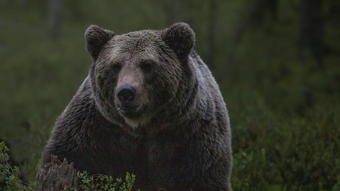 Denuncien 23 atacs d'ós aquest any i menys de la meitat han estat a bestiar