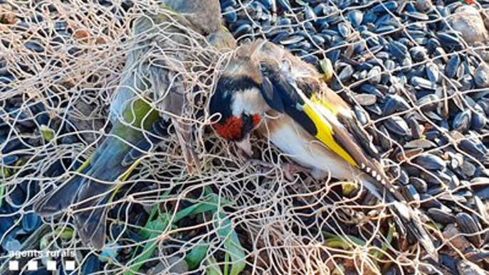 ⏯️ Denunciades onze persones per capturar ocells silvestres protegits a la Noguera