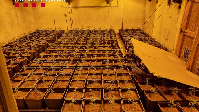 ⏯️ Cinc detinguts per cultivar més de 1.500 plantes de marihuana en dues cases