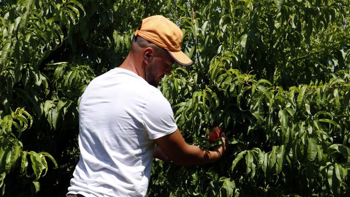 ⏯️ Menys temporers per treballar en la campanya de la fruita d'enguany arran de les gelades de l'abril