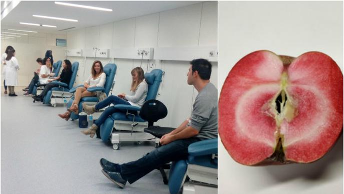 L'IRBLleida i la UdL estudien els beneficis de noves varietats de poma vermella en la salut cardiovascular