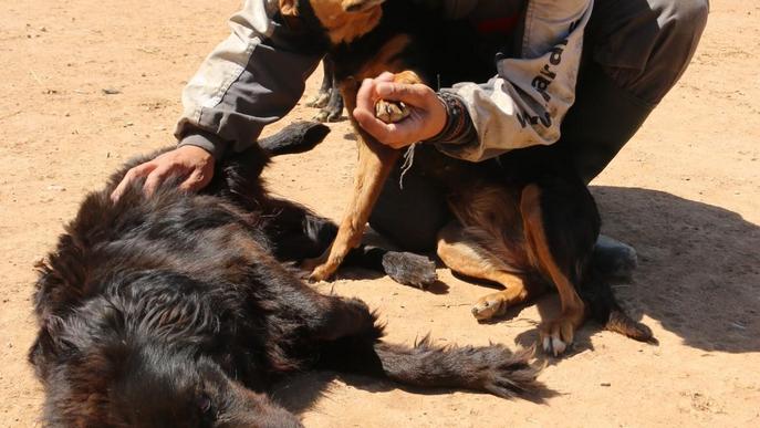 Protectores d'animals: convertir una condemna en voluntariat