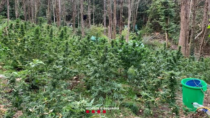Detinguts sis homes que vivien en un campament en el bosc per cuidar una plantació de marihuana