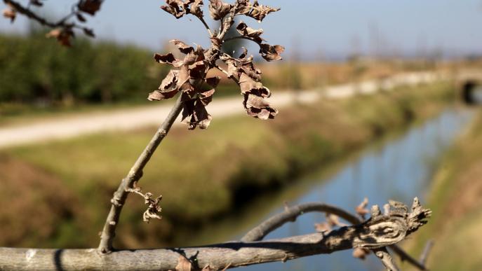 ⏯️ Part dels arbres que es van plantar a les banquetes del canal d'Urgell han mort per falta d'aigua