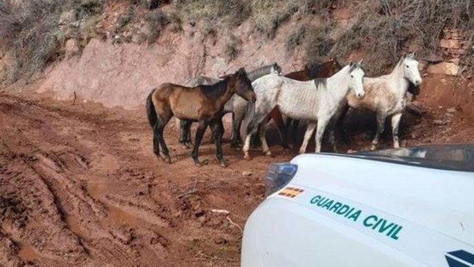 Denunciat per tenir vuit cavalls desnodrits a Soriguera