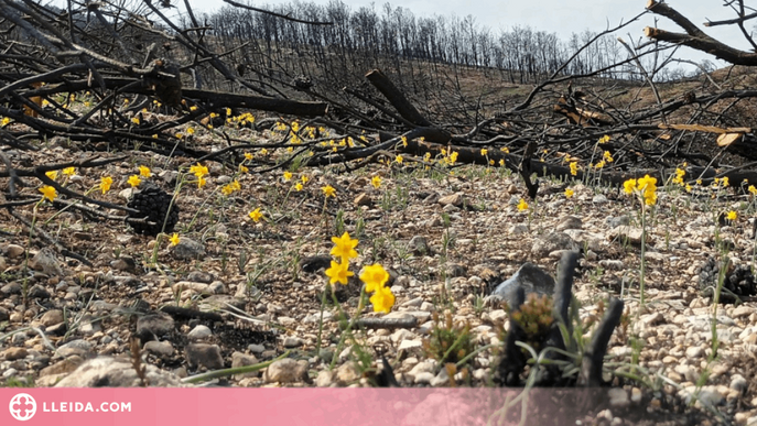 Un estudi liderat per la UdL assegura que la sequera limita la recuperació dels boscos afectats per incendis