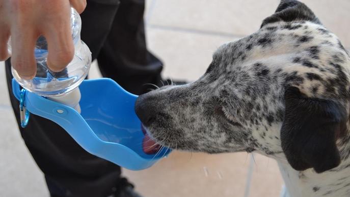 Què és el cop de calor i com evitar-lo en gossos