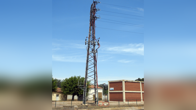 Ipcena denuncia Endesa per la mort de dues cigonyes electrocutades a Lleida