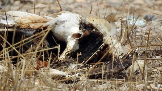 Ipcena denuncia Endesa per la mort de dues cigonyes electrocutades a Lleida