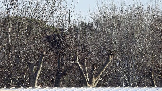 ⏯️ Ipcena denúncia l'esporgada d'arbres amb nius de cigonyes al Centre de Vallcalent