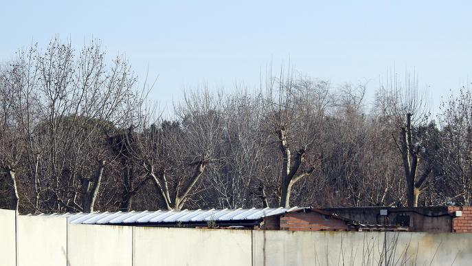 ⏯️ Ipcena denúncia l'esporgada d'arbres amb nius de cigonyes al Centre de Vallcalent
