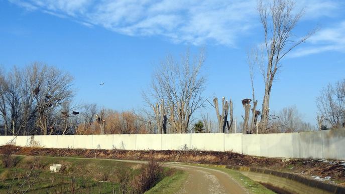 ⏯️ Ipcena denúncia l'esporgada d'arbres amb nius de cigonyes al Centre de Vallcalent