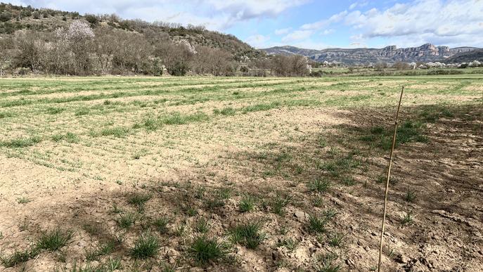 ⏯️ El Pallars Jussà sensibilitza a pagesos cap a nous cultius rendibles amb el canvi climàtic