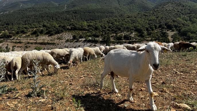 ⏯️ Els ramaders del Pallars Jussà demanen al Govern ajuda per buscar farratge