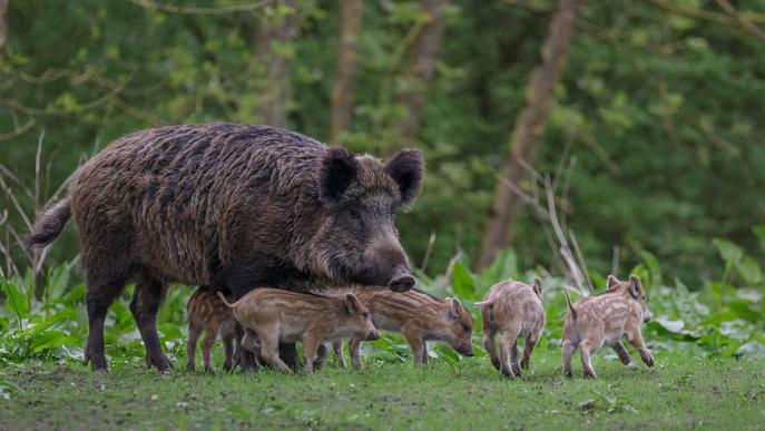 El primer cas de pesta porcina detectat a Alemanya posa en alerta el sector lleidatà