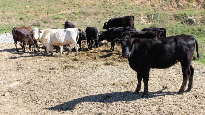 Unió de Pagesos demana a Agricultura mesures per reduir l'impacte de la crisi de la covid-19 al sector boví