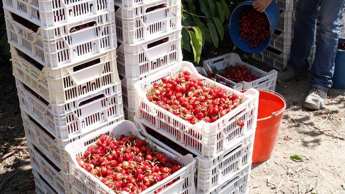 ⏯️ El Baix Segre preveu collir un 30% més de cireres i albercocs tot i les restriccions d'aigua per la sequera