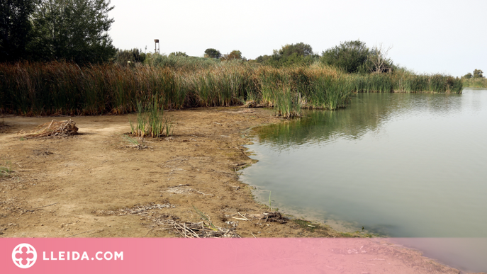 ⏯️ El nivell de l'estany d'Ivars i Vila-sana baixa mig metre a causa de la calor i el tancament del Canal d'Urgell