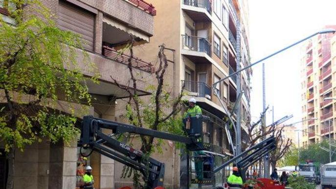 Esporga selectiva d'arbres a Lleida per aconseguir optimitzar la il·luminació dels carrers i places 
