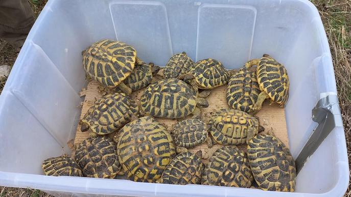 Alliberen 33 tortugues mediterrànies en una reserva de les Garrigues