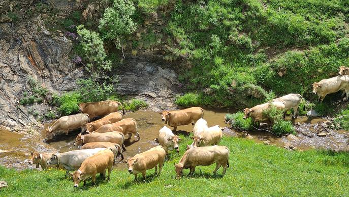 ⏯️ La sequera no impedeix que més d'un miler de vaques pugin a la muntanya a passar l'estiu