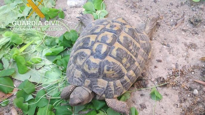 Recuperen quatre tortugues mediterrànies en un domicili de Térmens