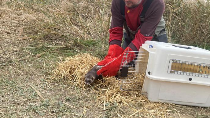 Prova pilot de reintroducció del turó europeu a Lleida amb exemplars criats en captivitat