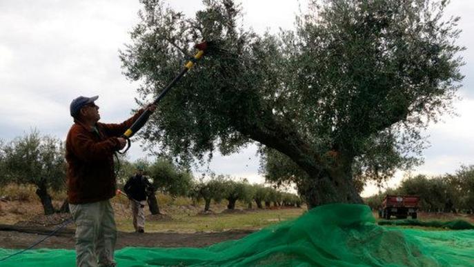 El comerç per internet permet aguantar les vendes d'oli de la DOP Siurana i la DOP Les Garrigues