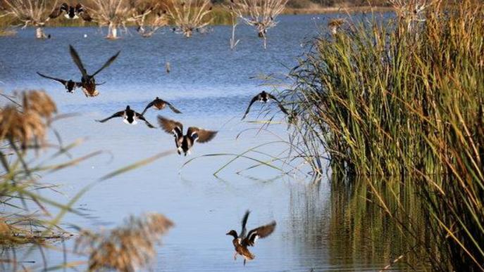 El nombre d'ocells aquàtics hivernants a la demarcació de Lleida disminueix en 1.250 exemplars