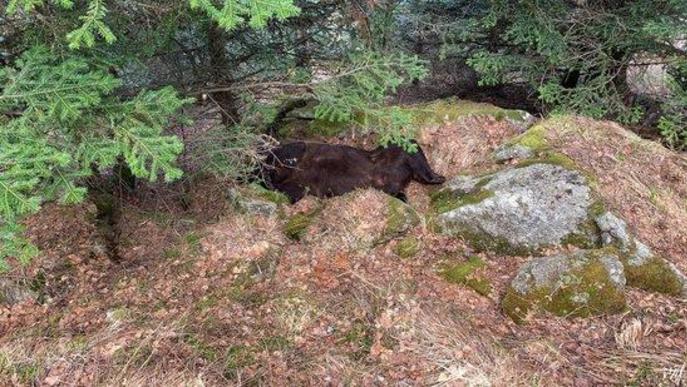 L'atac d'un altre os s'apunta com a possible causa de la mort de Cachou