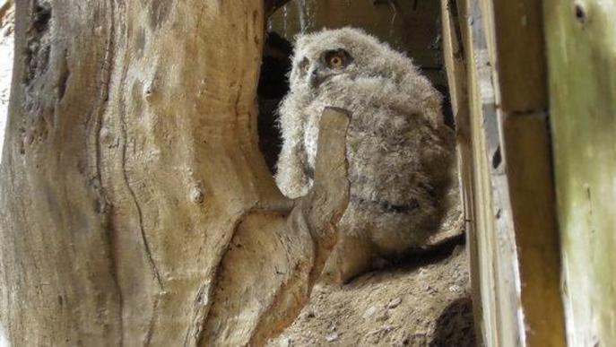 Neixen tres cries de duc al centre de fauna de MónNatura Pirineus