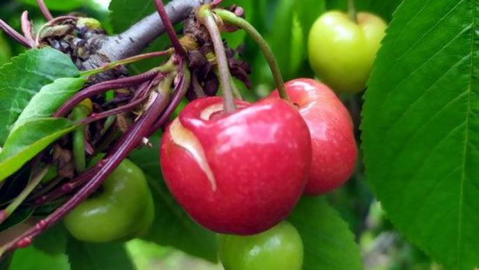 Donen per perduda la producció primerenca de cirera per les pluges dels darrers dies