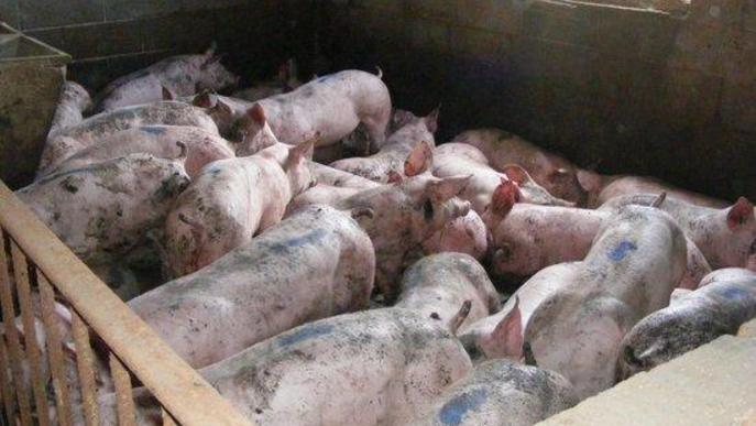 Detingut per robar 273 porcs en tres granges de les Garrigues, el Pla d'Urgell i el Segrià