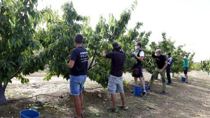 ⏯️ Pocs joves i aturats accepten la crida dels pagesos per treballar a la fruita