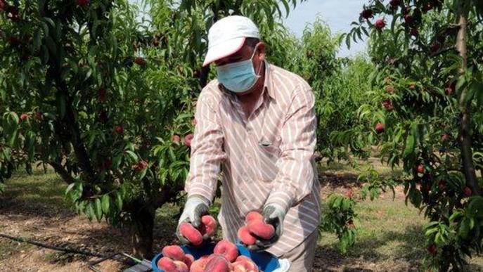 Treballador temporer agrari agrícola agricultura collita fruita préssec nectarina camp finca mascareta