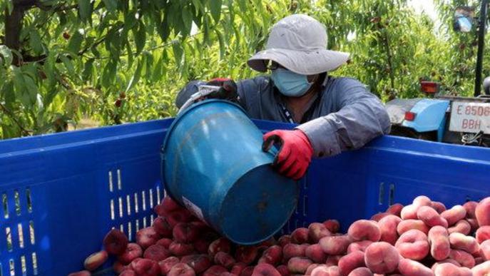 Treballador temporer agrari agrícola agricultura collita fruita préssec nectarina camp finca mascareta
